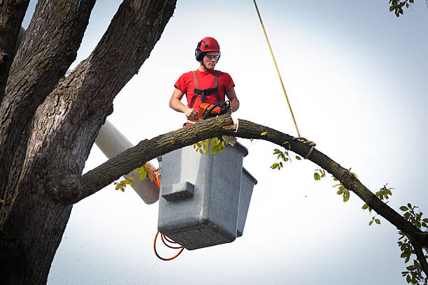 How Our Tree Care Process Works  in  Renton, WA